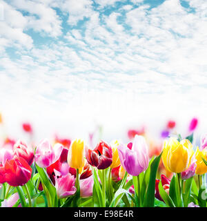 Bereich der bunte Frühling Tulpen wachsen in einem Feld unter einen wunderschönen blauen Himmel mit vereinzelten flauschige weiße Wolken im quadratischen format Stockfoto