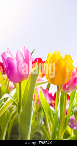 Ziemlich frisch rosa, gelbe und rote Tulpen blühen in einem Feld in die warme Frühlingssonne, niedrigen Winkel Ansicht der Pflanzen mit ihren Blättern Stockfoto