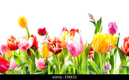 Schönen Frühling Hintergrund des bunten Tulpen in kräftigem Rot, gelb und rosa isoliert auf weiss mit Exemplar Stockfoto