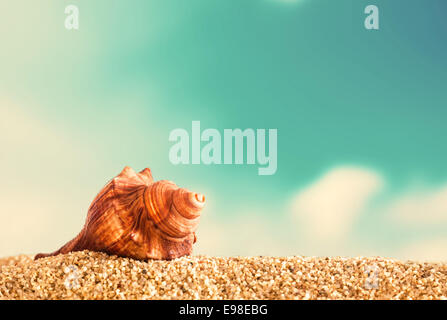 Eine orange spiralförmige Muschel auf goldenem Sand an einem tropischen Strand gegen einem bewölkten blauen Sommer Himmel genommen niedrigen Winkel mit Nahaufnahme Stockfoto