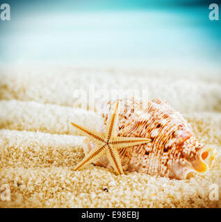 Muschel und Seesterne an einem tropischen Strand liegend auf dem goldenen Sand an einem heißen Sommertag im quadratischen Format mit Ecke Vignettierung Stockfoto