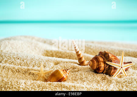 Wunderschönen tropischen Strand mit Muscheln liegen auf dem goldenen Sand vor dem Hintergrund einer ruhigen blauen Ozean und sonnigen Sommerhimmel Stockfoto