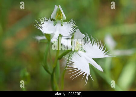 Fransen Orchidee Stockfoto