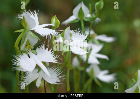 Fransen Orchidee Stockfoto