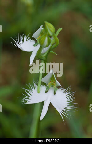 Fransen Orchidee Stockfoto