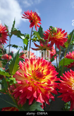 Dahlia Stockfoto