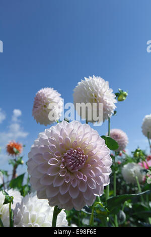 Dahlia Stockfoto