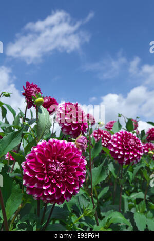 Dahlia Stockfoto