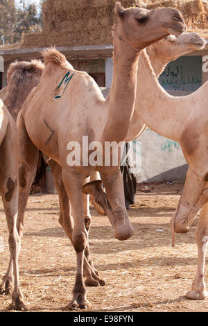 Der Kamelmarkt in Berqash - Gizeh Ägypten Stockfoto