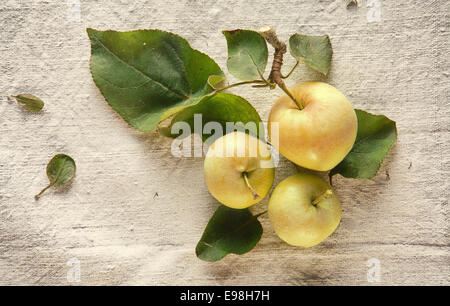 Drei süße frische grüne Äpfel auf Tischdecke. Natürliche Haut Vitamin. Stockfoto