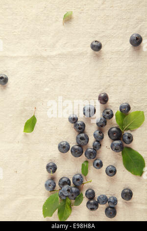 Frische Blaubeeren verstreut auf Tisch. Vitaminreiche Frucht. Stockfoto