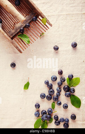 Frische süße Blaue Beeren verstreut auf aus weißem Tuch Hintergrund. Stockfoto