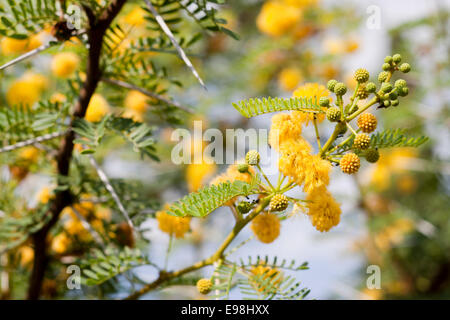 Mimosa-Pflanze in voller Blüte. Mouans-Sartoux, Provence-Alpes-Côte d ' Azur. Frankreich Stockfoto