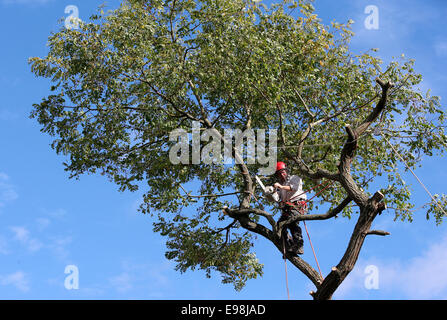 Ein Baumpfleger Holzfäller arbeitet auf einem Baum Abschneiden der Zweige und und dann den Baumstamm Stockfoto