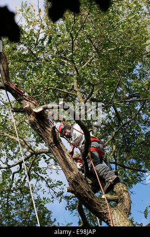 Ein Baumpfleger Holzfäller arbeitet auf einem Baum Abschneiden der Zweige und und dann den Baumstamm Stockfoto