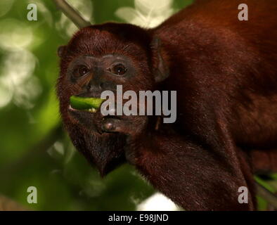 Venezolanische rote Brüllaffen (Alouatta Seniculus) in einem Baum, Verzehr von Obst Stockfoto