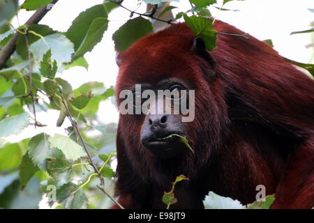 Venezolanische rote Brüllaffen (Alouatta Seniculus) in einem Baum, kaute auf Blätter Stockfoto