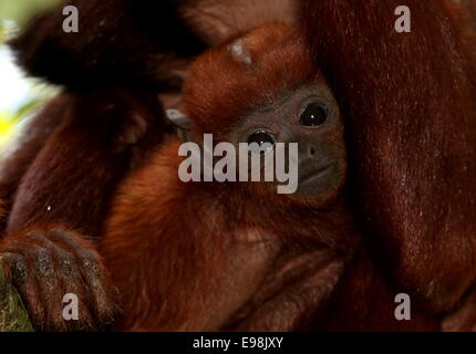 Baby venezolanischen rote Brüllaffen (Alouatta Seniculus) klammerte sich an seiner Mutter Brust Stockfoto