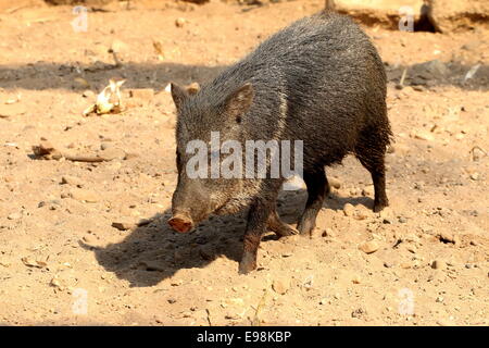 Halsband Peccary (Pecari Tajacu) zu Fuß in Richtung der Kameras Stockfoto