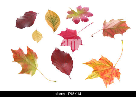 Auswahl der einzelnen Blätter im Herbst in verschiedenen Formen und leuchtenden Farben, die Kennzeichnung, den Wechsel der Jahreszeiten isoliert auf weiss Stockfoto