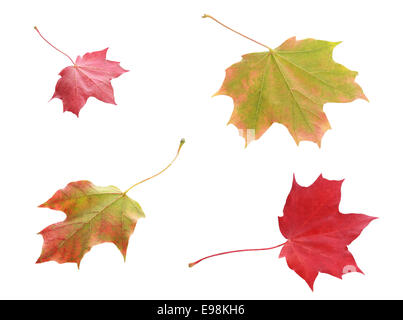 Vier bunte bunte Herbstblätter gesehen von oben und unten in den Farben rot und Grün zeigt die wechselnden Farben mit der Änderung in der Saison, isoliert auf weiss Stockfoto