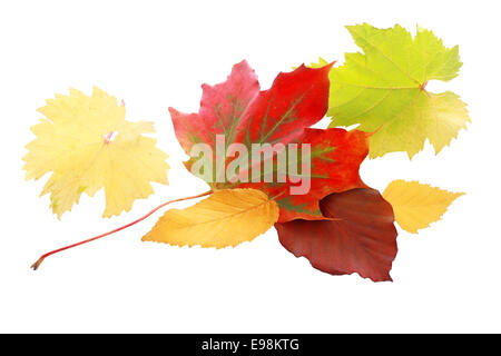 Lebhafte rote Herbst Blatt unter einer Auswahl von Blättern in gelb und Grün zeigt die bunte Palette der Herbstsaison, isoliert auf weiss Stockfoto