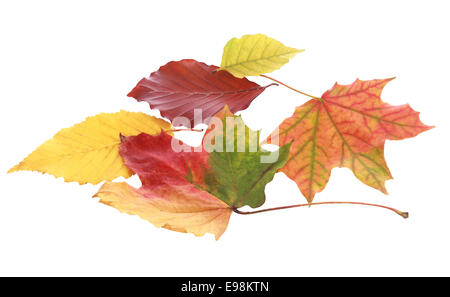 Stillleben mit verschiedenen bunten Herbstlaub auf weißem Hintergrund Stockfoto