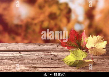 Drei Blätter im Herbst in rot, gelb und Grün zeigt die bunte Palette der Herbstsaison liegen auf einem alten verwitterten Holztisch vor dem Hintergrund einer kupferfarbenen Herbstlaub mit Exemplar Stockfoto