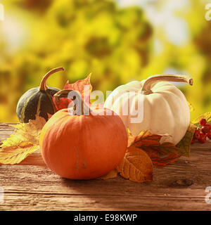 Drei Cucurbita Kürbis und Kürbisse in Orange, weiß und bunte Farben stehen unter bunten gefallenen Blätter im Herbst auf einem rustikalen Holztisch in einen goldenen Herbst-Garten Stockfoto