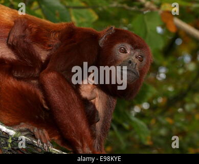 Weibliche venezolanischen rote Brüllaffen (Alouatta Seniculus) in einem Baum, ihrer drei Monate alten Jungen klammerte sich an ihrer Brust Stockfoto