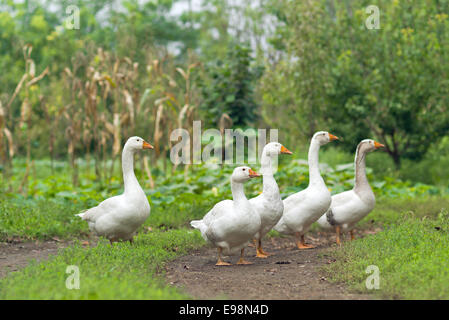 Herde von weißen Hausgänse auf dem Bauernhof. Stockfoto