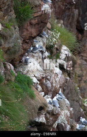 Eine Kolonie von Dreizehenmöwen auf den Klippen in der Nähe von Bullers of Buchan in Aberdeenshire Stockfoto