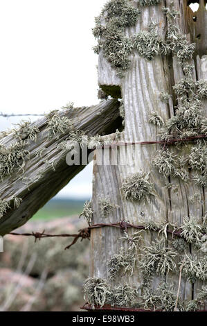 Flechten und rostigen Draht wickeln, um eine alte und verwitterte Zaunpfosten auf dem Küstenpfad am Bullers of Buchan in Aberdeenshire Stockfoto