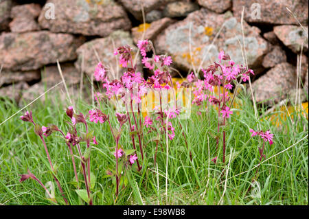 rote Campion Blumen unter dem Rasen vor einer Trockenmauer auf dem Küstenpfad von Bullers of Buchan in Aberdeenshire Stockfoto