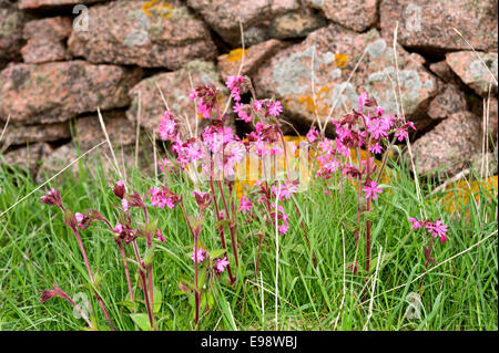 rote Campion Blumen unter dem Rasen vor einer Trockenmauer auf dem Küstenpfad von Bullers of Buchan in Aberdeenshire Stockfoto