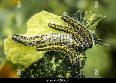 Kohl weiße Raupen ernähren sich von Kapuzinerkresse Blätter Stockfoto