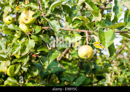 Äpfel auf einem Apfelbaum wächst wild, Mitte Sommer, England, Großbritannien Stockfoto