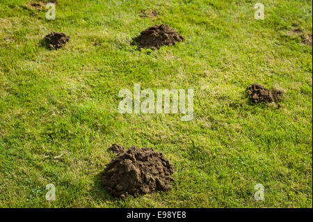 Neu gegraben Maulwurfshügel auf einer Wiese im Garten im Herbst Stockfoto