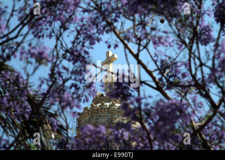 Oberen Rand der Karmelitenkirche durchschaut lila Blüten in Valletta, Malta Stockfoto