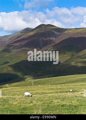 dh Latrigg Skiddaw Mountain KESWICK LAKE DISTRICT Cumbrian Swaledale Hill Schafe weiden Landschaft Gras uk Fells Landschaft großbritannien cumbria england Stockfoto