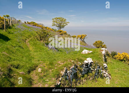 Teppich aus Glockenblumen blühen auf der North Devon Coast Path zwischen Minehead und Hurlstone Punkt, in der Nähe von Selworthy Leuchtfeuer Stockfoto