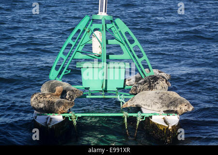 Dichtungen, sonnen sich auf marine Boje Stockfoto