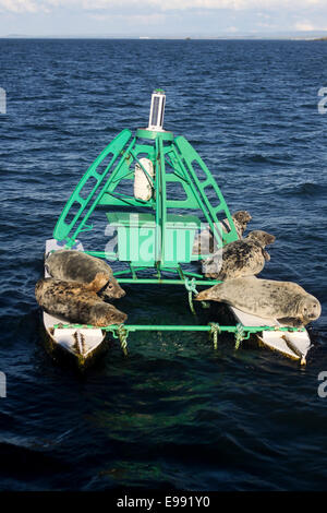 Dichtungen, sonnen sich auf marine Boje Stockfoto