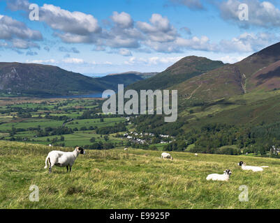 dh Cumbria National Park Latrigg KESWICK LAKE DISTRICT Rural Cumbrian Swaledale Hill Sheep countryside englische Landschaft Fjells View Northern britain Stockfoto