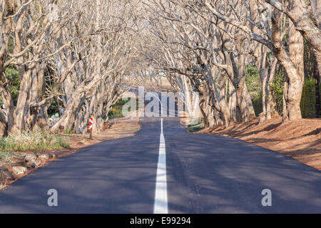 Neue Straßenasphalt Landschaft geteerten Straße weiße durchgezogene Linie mit Bäumen und Hecken in malerischen Wohngegend Stockfoto