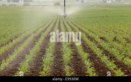 Zeilen der Mais wächst in einem Sprinkler bewässert Feld-Hof Stockfoto