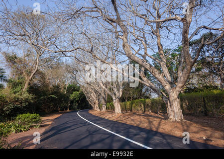 Neue Straßenasphalt Landschaft geteerten Straße weiße durchgezogene Linie mit Bäumen und Hecken in malerischen Wohngegend Stockfoto