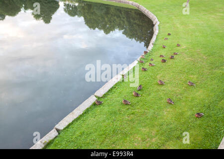 Familie der Enten ruhen auf der einen Seite des Sees befindet sich im Frogner Park. Oslo, Ostlandet. Norwegen Stockfoto