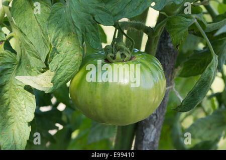 Große unreife Fleisch Tomate Tomaten Pflanze Stockfoto