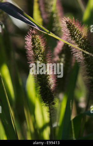 Setaria viridis Stockfoto